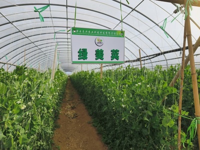 科技特派團(tuán)精準(zhǔn)服務(wù)，激發(fā)祥云蔬菜產(chǎn)業(yè)新動(dòng)能